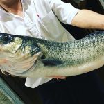 Peixe da Costa Grelhado - Restaurante Peniche